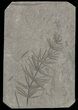 Pennsylvanian Horsetail (Asterophyllites) Fossil - France #51104-1